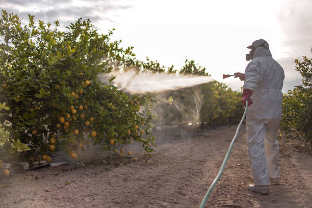 Trusted Carroll, IA Pest Control Experts