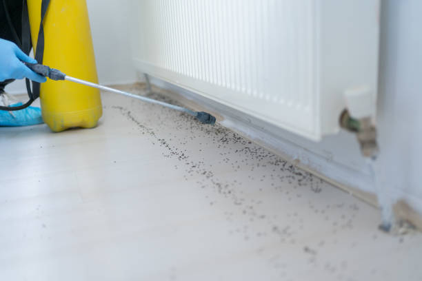 Best Residential Pest Control  in Carroll, IA